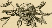 Picture 20 of 82 from The Kindergarten magazine (1891), leaf 180