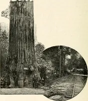 Picture 63 of 69 from The Kindergarten magazine (1891), leaf 673