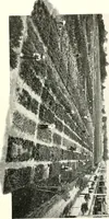 An illustration from The Kindergarten magazine (1891)