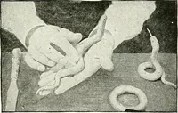 An illustration from The Kindergarten magazine (1891)