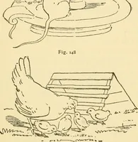 An illustration from Kindergarten, painting, plays and home entertainments; a book of amusement and instruction for boys and girls (1900)