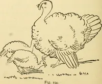 An illustration from Kindergarten, painting, plays and home entertainments; a book of amusement and instruction for boys and girls (1900)