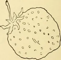 An illustration from Kindergarten, painting, plays and home entertainments; a book of amusement and instruction for boys and girls (1900)