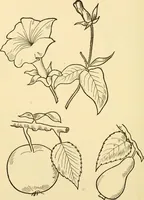 An illustration from Kindergarten, painting, plays and home entertainments; a book of amusement and instruction for boys and girls (1900)