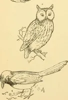 An illustration from Kindergarten, painting, plays and home entertainments; a book of amusement and instruction for boys and girls (1900)