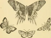 An illustration from Kindergarten, painting, plays and home entertainments; a book of amusement and instruction for boys and girls (1900)