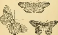 Picture 184 of 226 from Kindergarten, painting, plays and home entertainments; a book of amusement and instruction for boys and girls (1900), leaf 151