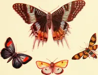 An illustration from Kindergarten, painting, plays and home entertainments; a book of amusement and instruction for boys and girls (1900)