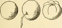 An illustration from Kindergarten, painting, plays and home entertainments; a book of amusement and instruction for boys and girls (1900)