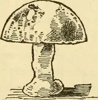 Picture 192 of 226 from Kindergarten, painting, plays and home entertainments; a book of amusement and instruction for boys and girls (1900), leaf 157