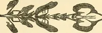 An illustration from Kindergarten, painting, plays and home entertainments; a book of amusement and instruction for boys and girls (1900)
