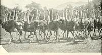 Picture 4 of 127 from The Kindergarten-primary magazine (1907), leaf 11