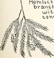 Picture 50 of 127 from The Kindergarten-primary magazine (1907), leaf 150