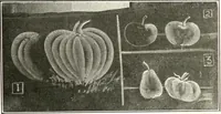 Picture 20 of 127 from The Kindergarten-primary magazine (1907), leaf 62