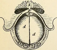 An illustration from The Kindergarten-primary magazine (1907)