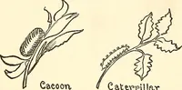 Picture 1 of 117 from The Kindergarten-primary magazine (1907), leaf 35