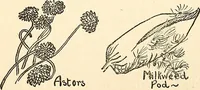 Picture 3 of 117 from The Kindergarten-primary magazine (1907), leaf 35