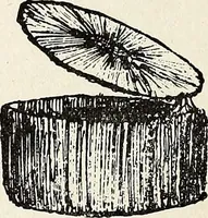 An illustration from The Kindergarten-Primary Magazine (1911)