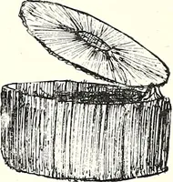 An illustration from The Kindergarten-Primary Magazine (1912)