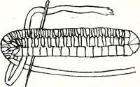 An illustration from The Kindergarten-Primary Magazine (1912)