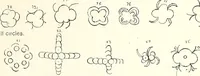 An illustration from The Kindergarten-Primary Magazine (1913)