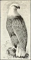 An illustration from The Kindergarten-Primary Magazine (1913)