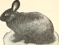 An illustration from The Kindergarten-Primary Magazine (1913)