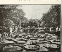 An illustration from The Kindergarten-Primary Magazine (1913)