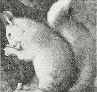 An illustration from The Kindergarten-Primary Magazine (1914)