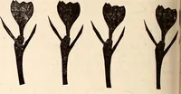 An illustration from The Kindergarten-Primary Magazine (1915)