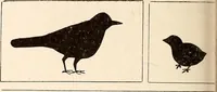 An illustration from The Kindergarten-Primary Magazine (1915)