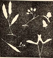 An illustration from The Kindergarten-Primary Magazine (1915)