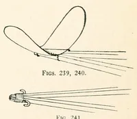 Picture 12 of 13 from Kitecraft and kite tournaments (1914), leaf 126