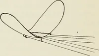 Picture 129 of 138 from Kitecraft and kite tournaments (1919), leaf 121