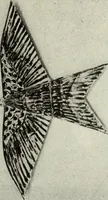 An illustration from Kitecraft and kite tournaments (1919)