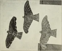 Picture 20 of 138 from Kitecraft and kite tournaments (1919), leaf 36