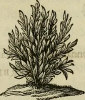 An illustration from Klare onderrichtinge der voortreffelijcke worstel-konst : verhandelende hoemen in alle voorvallen van twist in handtgemeenschap, sich kan hoeden : en alle aengrepen, borst-stooten, vuyst-slagen &c. versetten ... (1674)