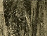 Picture 95 of 144 from Klassischer Bilderschatz (1889), leaf 226