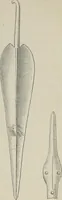 An illustration from Kleine Schriften (1901)