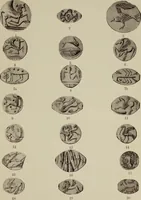 An illustration from Kleine Schriften (1901)