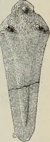 An illustration from Kleine Schriften (1901)