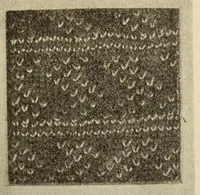 An illustration from Knitted fabrics (1919)