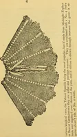 An illustration from Knitting and crocheting (1885)
