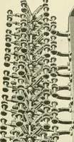 Picture 15 of 271 from Knitting; a manual of practical instruction in the mechanical details of all types of knitting machinery, their operation, adjustment, and care (1909), leaf 30