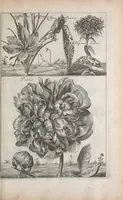 An illustration from De koninglycke hovenier aanwyzende de middelen om boomen : bloemen en kruyden te zaayen, planten, aen queeken en voort teelen : met konstige koperen platen verciert (1676)