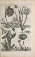 Picture 6 of 29 from De koninglycke hovenier aanwyzende de middelen om boomen : bloemen en kruyden te zaayen, planten, aen queeken en voort teelen : met konstige koperen platen verciert (1676), leaf 105