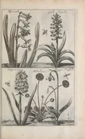Picture 7 of 29 from De koninglycke hovenier aanwyzende de middelen om boomen : bloemen en kruyden te zaayen, planten, aen queeken en voort teelen : met konstige koperen platen verciert (1676), leaf 109