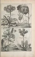 Picture 8 of 29 from De koninglycke hovenier aanwyzende de middelen om boomen : bloemen en kruyden te zaayen, planten, aen queeken en voort teelen : met konstige koperen platen verciert (1676), leaf 111