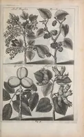 Picture 2 of 29 from De koninglycke hovenier aanwyzende de middelen om boomen : bloemen en kruyden te zaayen, planten, aen queeken en voort teelen : met konstige koperen platen verciert (1676), leaf 17