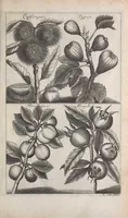 Picture 3 of 29 from De koninglycke hovenier aanwyzende de middelen om boomen : bloemen en kruyden te zaayen, planten, aen queeken en voort teelen : met konstige koperen platen verciert (1676), leaf 23